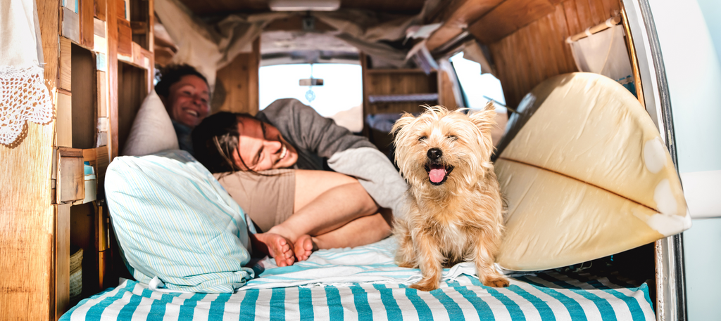 Unleash the Fun: Essential Tips and Guidelines for Camping with Your Furry Friend