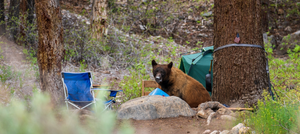 Wildlife Safety While Camping